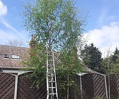 Tree surgeons - Image 6/10