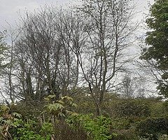 Tree surgeons - Image 7/10