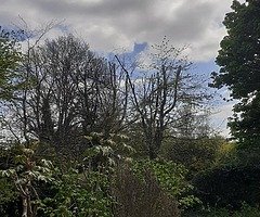 Tree surgeons - Image 8/10