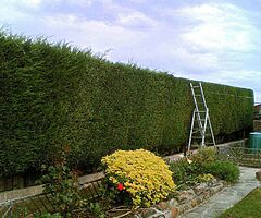 Douglas garden maintenance