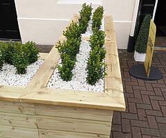 Box Hedging