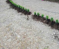 Box Hedging