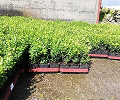 Box Hedging - Image 4/9