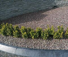 Box Hedging - Image 5/9