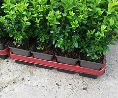 Box Hedging - Image 6/9