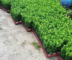 Box Hedging - Image 7/9