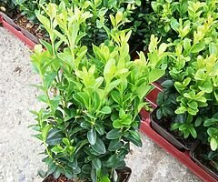 Box Hedging - Image 8/9