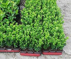 Box Hedging - Image 9/9