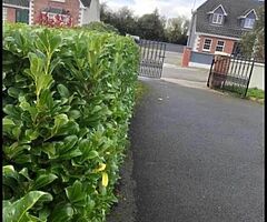 Everlast gardening service - Image 5/9