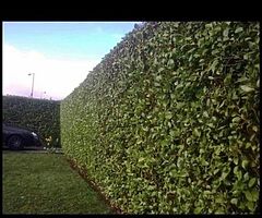 Everlast gardening service - Image 6/9