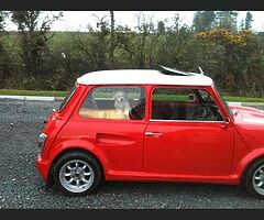 WANTED MINI SHELL