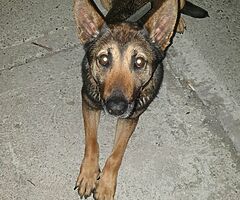 Lost dog