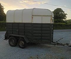 Galway horse 