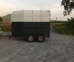 Galway horse 