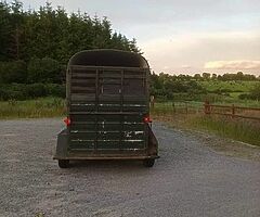 Galway horse  - Image 5/5