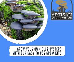 Exotic Mushroom Grow Kits - Choose From Over 20 Different Easy To Use Mushroom Growing Kits