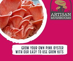 Exotic Mushroom Grow Kits - Choose From Over 20 Different Easy To Use Mushroom Growing Kits - Image 3/10