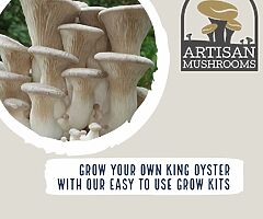 Exotic Mushroom Grow Kits - Choose From Over 20 Different Easy To Use Mushroom Growing Kits - Image 4/10