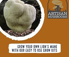 Exotic Mushroom Grow Kits - Choose From Over 20 Different Easy To Use Mushroom Growing Kits - Image 5/10