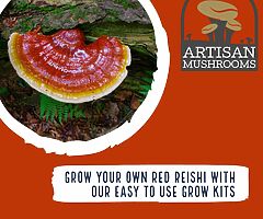 Exotic Mushroom Grow Kits - Choose From Over 20 Different Easy To Use Mushroom Growing Kits - Image 6/10