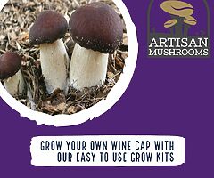 Exotic Mushroom Grow Kits - Choose From Over 20 Different Easy To Use Mushroom Growing Kits - Image 7/10