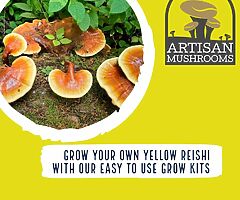 Exotic Mushroom Grow Kits - Choose From Over 20 Different Easy To Use Mushroom Growing Kits - Image 8/10