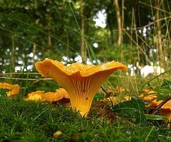 Grow Your Own Mushrooms - Over 20 Different Varieties To Choose From