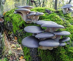 Grow Your Own Mushrooms - Over 20 Different Varieties To Choose From