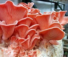 Grow Your Own Mushrooms - Over 20 Different Varieties To Choose From - Image 3/10