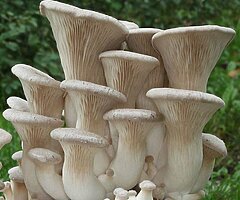 Grow Your Own Mushrooms - Over 20 Different Varieties To Choose From - Image 4/10
