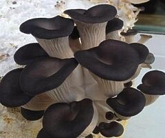 Grow Your Own Mushrooms - Over 20 Different Varieties To Choose From - Image 5/10