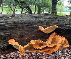 Grow Your Own Mushrooms - Over 20 Different Varieties To Choose From - Image 6/10