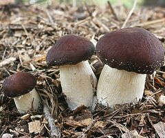 Grow Your Own Mushrooms - Over 20 Different Varieties To Choose From - Image 7/10
