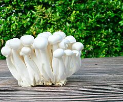 Grow Your Own Mushrooms - Over 20 Different Varieties To Choose From - Image 8/10