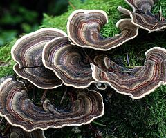 Grow Your Own Mushrooms - Over 20 Different Varieties To Choose From - Image 9/10