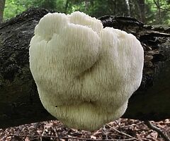 Grow Your Own Mushrooms - Over 20 Different Varieties To Choose From - Image 10/10