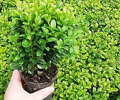 Box Hedging