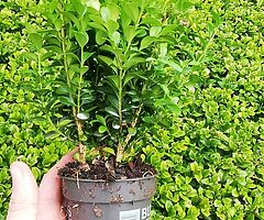 Box Hedging