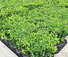 Box Hedging - Image 3/10