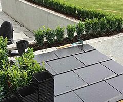 Box Hedging - Image 8/10
