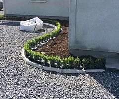 Box Hedging - Image 9/10