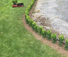 Box Hedging - Image 10/10