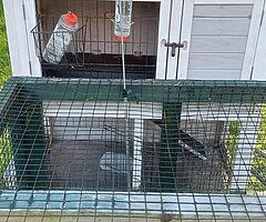 Rabbit hutch and run. - Image 3/8