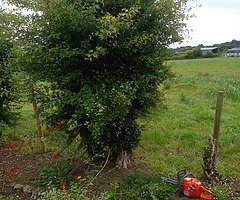 Summer clean up - Image 3/4