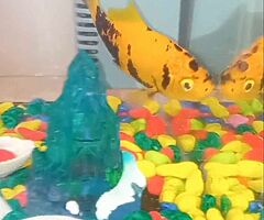 I will sell an aquarium with fish and decorative stones with a tree and a blue castle for free