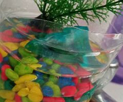 I will sell an aquarium with fish and decorative stones with a tree and a blue castle for free