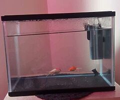 I will sell an aquarium with fish and decorative stones with a tree and a blue castle for free