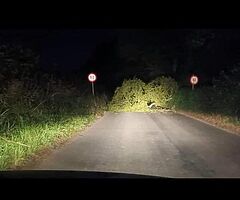 Tree down