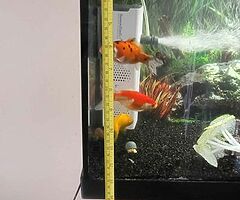 Fish Aquarium