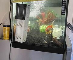Fish Aquarium